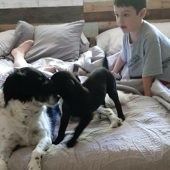 Updated: Why I Posh 🐶 🐈 - Picture 6 of 11